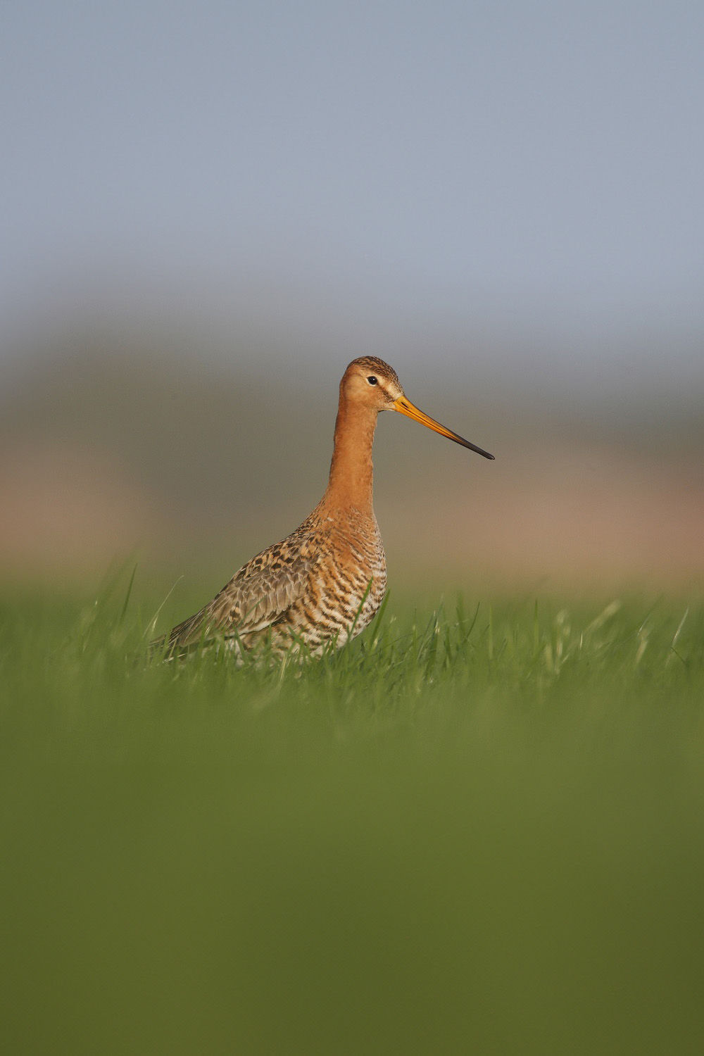 Grutto in grasland, kenmerkende weidevogel en doelsoort bij faunacontroles